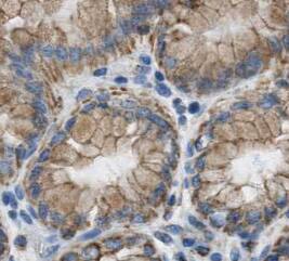 Immunohistochemistry Mkln1 Antibody - BSA Free