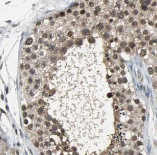Immunohistochemistry: MUM1L1 Antibody - BSA Free [NBP3-46993] - Immunohistochemistry of paraffin-embedded human testis using (MUM1L1 antibody) at dilution of 1:50