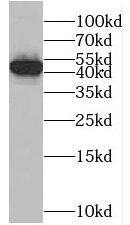 Western Blot: MSY2 Antibody - BSA Free [NBP3-47013] - Human stomach tissue were subjected to SDS PAGE followed by western blot with (MSY2 antibody) at dilution of 1:500