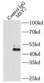 Immunoprecipitation: MSY2 Antibody - BSA Free [NBP3-47013] - IP Result of anti-MSY2 (IP:, 4ug; Detection: 1:300) with PC-3 cells lysate 1720ug.