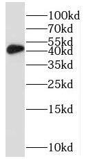 Western Blot: MRPS9 Antibody - BSA Free [NBP3-47017] - HEK-293 cells were subjected to SDS PAGE followed by western blot with ( MRPS9 Antibody) at dilution of 1:1000