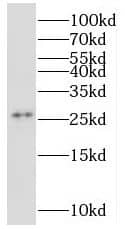 Western Blot: MRPS34 Antibody - BSA Free [NBP3-47019] - HeLa cells were subjected to SDS PAGE followed by western blot with (MRPS34 antibody) at dilution of 1:500