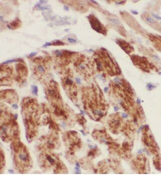Immunohistochemistry MRPS34 Antibody - BSA Free