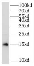 Western Blot MRPS17 Antibody - BSA Free