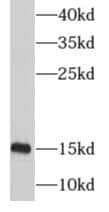 Western Blot MRPS12 Antibody - BSA Free