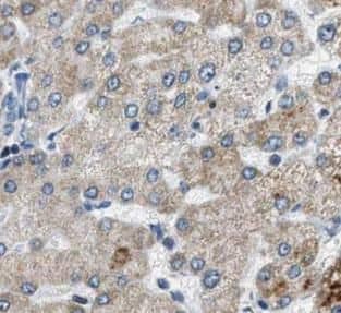 Immunohistochemistry MRPS12 Antibody - BSA Free