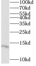 Western Blot: MRPL55 Antibody - BSA Free [NBP3-47031] - HEK-293 cells were subjected to SDS PAGE followed by western blot with (MRPL55 Antibody) at dilution of 1:600
