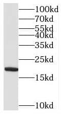 Western Blot: MRPL52 Antibody - BSA Free [NBP3-47033] - Human liver tissue were subjected to SDS PAGE followed by western blot with (MRPL52 antibody) at dilution of 1:300
