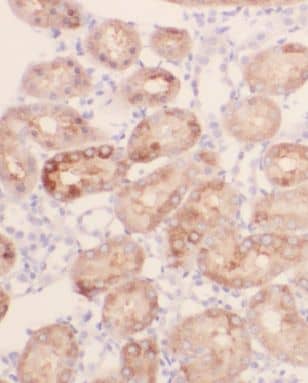 Immunohistochemistry: MRPL52 Antibody - BSA Free [NBP3-47033] - Immunohistochemistry of paraffin-embedded human kidney using (MRPL52 antibody) at dilution of 1:50