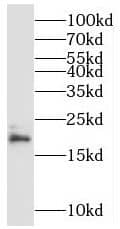 Western Blot: MRPL49 Antibody - BSA Free [NBP3-47034] - BxPC-3 cells were subjected to SDS PAGE followed by western blot with (MRPL49 antibody) at dilution of 1:800