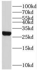 Western Blot MRPL47 Antibody - BSA Free