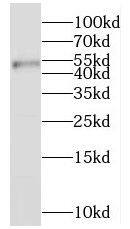 Western Blot: MRPL37 Antibody - BSA Free [NBP3-47036] - Mouse liver tissue were subjected to SDS PAGE followed by western blot with (MRPL37 antibody) at dilution of 1:1000