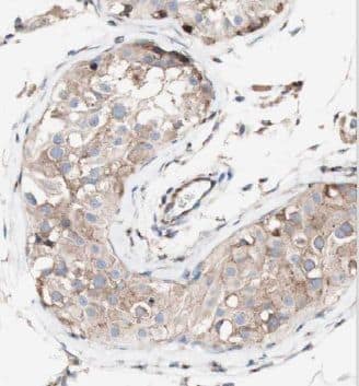 Immunohistochemistry: MRPL36 Antibody - BSA Free [NBP3-47037] - Immunohistochemistry of paraffin-embedded human testis tissue slide using ( MRPL36 antibody) at dilution of 1:50