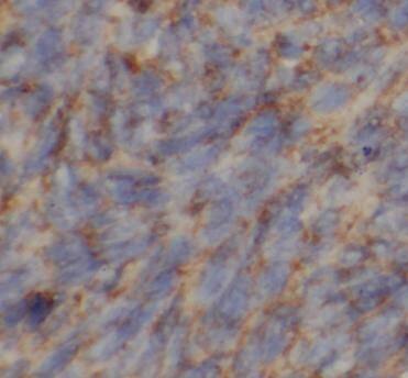 Immunohistochemistry MRPL34 Antibody - BSA Free