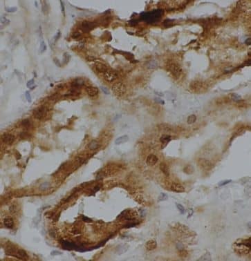 Immunohistochemistry MRPL33 Antibody - BSA Free