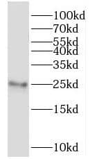 Western Blot: MRPL24 Antibody - BSA Free [NBP3-47042] - Mouse liver tissue were subjected to SDS PAGE followed by western blot with (MRPL24 antibody) at dilution of 1:500