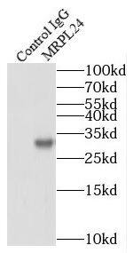 Immunoprecipitation: MRPL24 Antibody - BSA Free [NBP3-47042] - IP Result of anti-MRPL24 (IP:, 4ug; Detection: 1:1000) with HEK-293 cells lysate 1480ug.