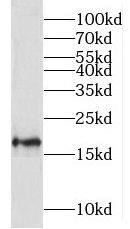Western Blot: MRPL23 Antibody - BSA Free [NBP3-47043] - A2780 cells were subjected to SDS PAGE followed by western blot with (MRPL23 antibody) at dilution of 1:100