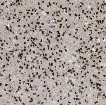 Immunohistochemistry MRFAP1 Antibody - BSA Free