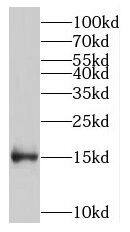 Western Blot MRFAP1 Antibody - BSA Free