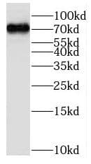 Western Blot MPZL3 Antibody - BSA Free