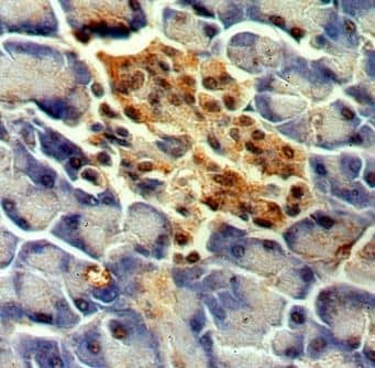 Immunohistochemistry: MPPED1 Antibody - BSA Free [NBP3-47059] - Immunohistochemistry of paraffin-embedded human pancreas using (MPPED1 antibody) at dilution of 1:50