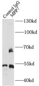 Immunoprecipitation: MPP7 Antibody - BSA Free [NBP3-47062] - IP Result of anti-MPP7 (IP:, 4ug; Detection: 1:500) with HeLa cells lysate 2800ug.