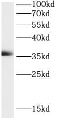 Western Blot: MOSC2 Antibody - BSA Free [NBP3-47066] - Mouse liver tissue were subjected to SDS PAGE followed by western blot with ( MOSC2 Antibody) at dilution of 1:1000