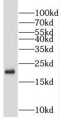 Western Blot: MOCS2 Antibody - BSA Free [NBP3-47070] - HeLa cells were subjected to SDS PAGE followed by western blot with (MOCS2 antibody) at dilution of 1:800