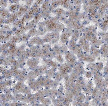 Immunohistochemistry: MOCOS Antibody - BSA Free [NBP3-47071] - Immunohistochemistry of paraffin-embedded human liver using (MOCOS antibody) at dilution of 1:50
