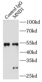 Immunoprecipitation: GAJ Antibody - BSA Free [NBP3-47076] - IP Result of anti-GAJ (IP:, 4ug; Detection: 1:600) with mouse liver tissue lysate 6000ug.