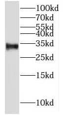 Western Blot GAJ Antibody - BSA Free