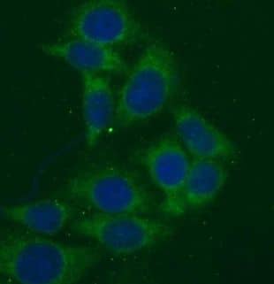 Immunocytochemistry/ Immunofluorescence MMP23B Antibody - BSA Free