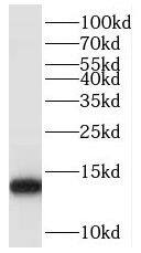 Western Blot POLR2J Antibody - BSA Free