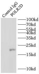 Immunoprecipitation: POLR2D Antibody - BSA Free [NBP3-47092] - IP Result of anti-POLR2D (IP:, 4ug; Detection: 1:800) with mouse heart tissue lysate 4000ug.