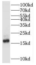 Western Blot POLR2D Antibody - BSA Free