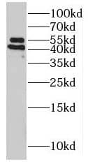 Western Blot: POFUT2 Antibody - BSA Free [NBP3-47098] - HEK-293 cells were subjected to SDS PAGE followed by western blot with (POFUT2 antibody) at dilution of 1:600