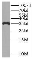 Western Blot: PNO1 Antibody - BSA Free [NBP3-47101] - L02 cells were subjected to SDS PAGE followed by western blot with (PNO1 antibody) at dilution of 1:300