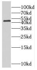 Western Blot PNCK Antibody - BSA Free