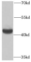 Western Blot Mitochondrial-processing peptidase subunit beta Antibody - BSA Free
