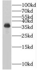 Western Blot PLSCR4 Antibody - BSA Free