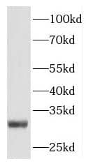 Western Blot APPD Antibody - BSA Free