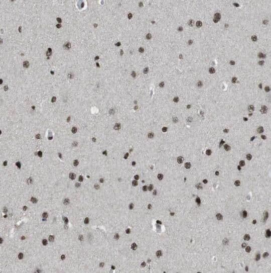 Immunohistochemistry APPD Antibody - BSA Free
