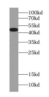 Western Blot PLEKHB1/PHR1 Antibody - BSA Free