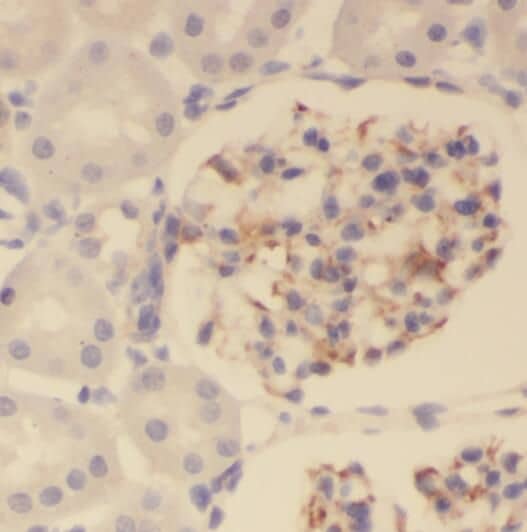 Immunohistochemistry: PKNOX2 Antibody - BSA Free [NBP3-47134] - Immunohistochemistry of paraffin-embedded human kidney using (PKNOX2 antibody) at dilution of 1:50