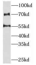 Western Blot: PKNOX2 Antibody - BSA Free [NBP3-47134] - RAW264.7 cells were subjected to SDS PAGE followed by western blot with (PKNOX2 antibody) at dilution of 1:300