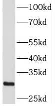 Western Blot PIPPIN Antibody - BSA Free