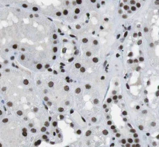 Immunohistochemistry PIPPIN Antibody - BSA Free
