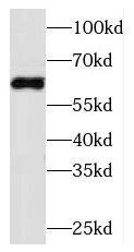 Western Blot MSS4 Antibody - BSA Free
