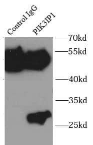 Immunoprecipitation PIK3IP1 Antibody - BSA Free